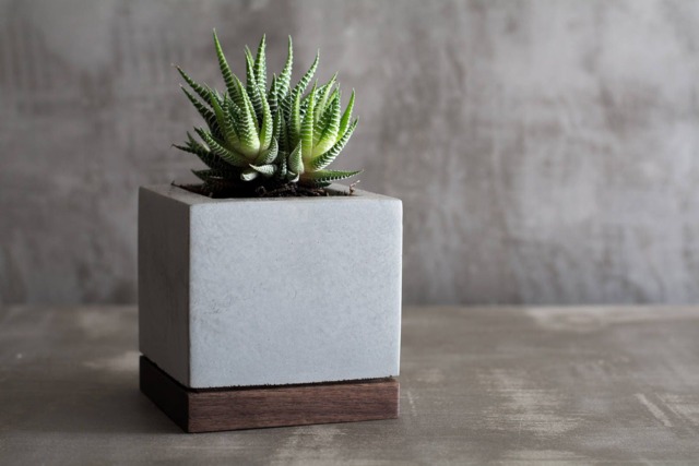 Concrete & Walnut Wood/Succulent Planter - image 1