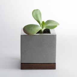 Concrete & Walnut Wood/Succulent Planter - thumbnail 3