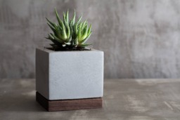 Concrete & Walnut Wood/Succulent Planter - thumbnail 1
