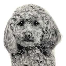 Poodle Pillow, Black & White Silkscreen Print, Dog Lover Gift - thumbnail 3