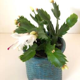 Patina Blue Ceramic Planter Pot Handmade Cactus, Pottery Flower Pot, Israeli Art - thumbnail 4