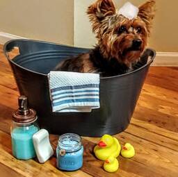 Freshly Washed Puppy Scented Soy Candle