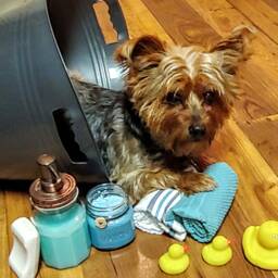Freshly Washed Puppy Scented Soy Candle - thumbnail 2