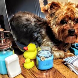 Freshly Washed Puppy Scented Soy Candle - thumbnail 3