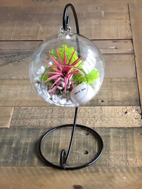 Diy Terrarium Air Plant Kit, Glass With A Stand. I Love You, Gift For Wife, Girlfriend. Romantic Gift. Valentine's Day - image 1