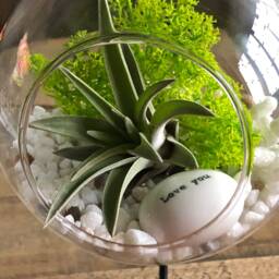 Diy Terrarium Air Plant Kit, Glass With A Stand. I Love You, Gift For Wife, Girlfriend. Romantic Gift. Valentine's Day - thumbnail 2