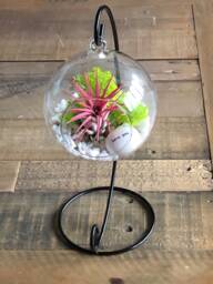 Diy Terrarium Air Plant Kit, Glass With A Stand. I Love You, Gift For Wife, Girlfriend. Romantic Gift. Valentine's Day