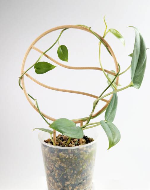 Wavy Circle Trellis - Wooden Plant Houseplant Hoya Support Stake - image 1