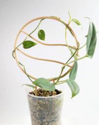 Wavy Circle Trellis - Wooden Plant Houseplant Hoya Support Stake - thumbnail 1