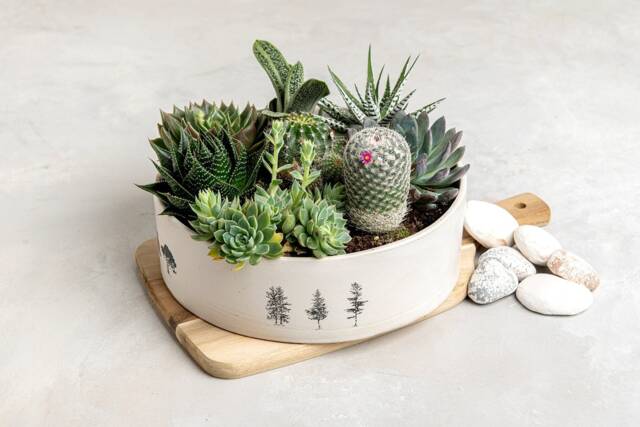 Multi Succulent Cocktail Planter Pot, Pottery Indoor Planter, Housewarming/Birthday Gift, Unique Ceramic Plants & Spices Pot - image 1