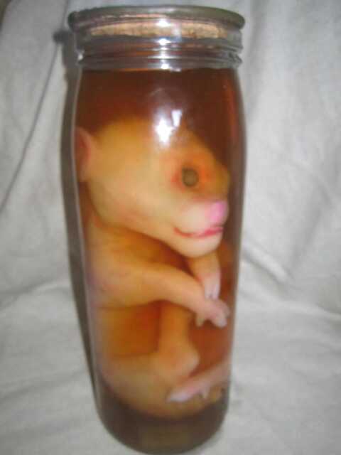 Taxidermy Cabinet Of Curiosities Fetus Pig Cyclops Oddities - image 1