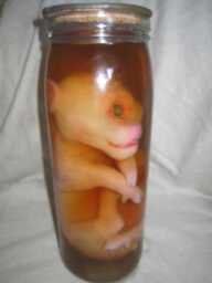 Taxidermy Cabinet Of Curiosities Fetus Pig Cyclops Oddities - thumbnail 1