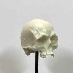 1/7Th Scale Bone Missing Middle Teeth Resin Skull Perfect For 10 Inch Figures - thumbnail 3