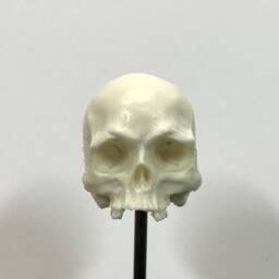1/7Th Scale Bone Missing Middle Teeth Resin Skull Perfect For 10 Inch Figures - thumbnail 1
