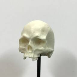 1/7Th Scale Bone Missing Middle Teeth Resin Skull Perfect For 10 Inch Figures - thumbnail 2