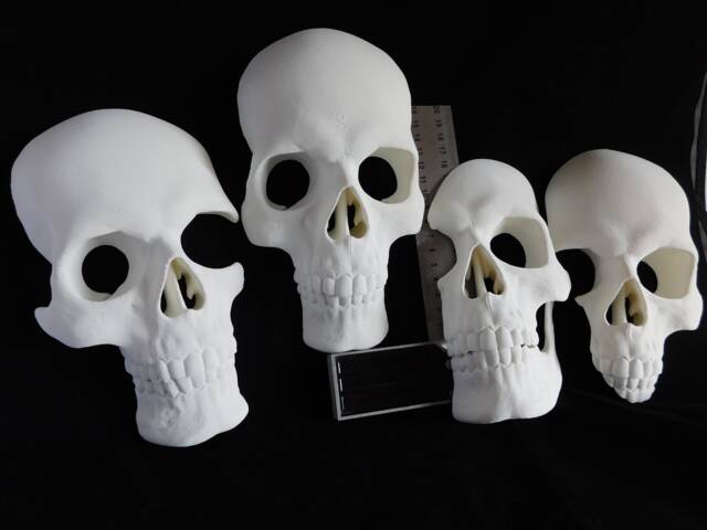 Full Size Skull Wall Art Sculpture - Set Of 4 Human Skulls Gothic 3D Printed Decor, White - image 1