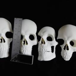 Full Size Skull Wall Art Sculpture - Set Of 4 Human Skulls Gothic 3D Printed Decor, White - thumbnail 3