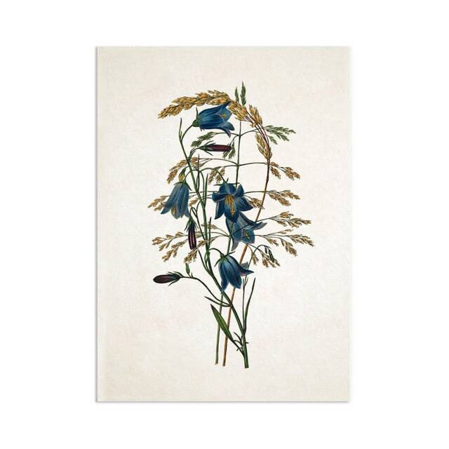 Antique Botanical Art Print Poster Vintage Wall Flowers Floral Bluebell Harebell Nature Leaf Plant Illustration Victorian Beautiful A3 - image 1