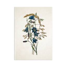 Antique Botanical Art Print Poster Vintage Wall Flowers Floral Bluebell Harebell Nature Leaf Plant Illustration Victorian Beautiful A3 - thumbnail 1