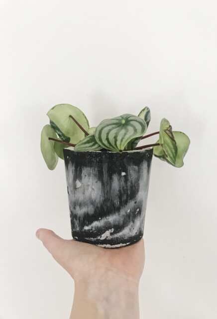 Concrete Planter - image 1