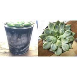 Concrete Planter - thumbnail 2
