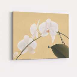 White Phalaenopsis Orchid On Warm Beige Background Botanical Canvas Wall Art Print Decor Picture Ready To Hang - thumbnail 4