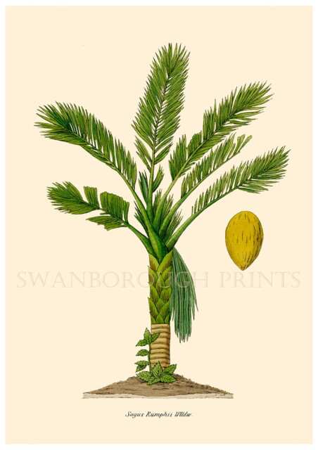 Sago Palm Tree Art Print, Botanical Illustration, Coastal Decor, Gicl??e Watercolour Paper - image 1