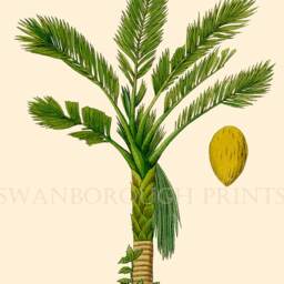 Sago Palm Tree Art Print, Botanical Illustration, Coastal Decor, Gicl??e Watercolour Paper - thumbnail 2