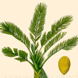 Sago Palm Tree Art Print, Botanical Illustration, Coastal Decor, Gicl??e Watercolour Paper - thumbnail 3