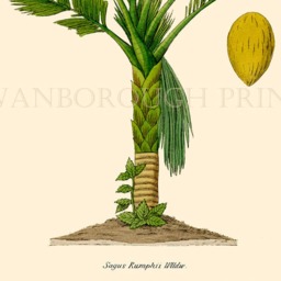 Sago Palm Tree Art Print, Botanical Illustration, Coastal Decor, Gicl??e Watercolour Paper - thumbnail 4