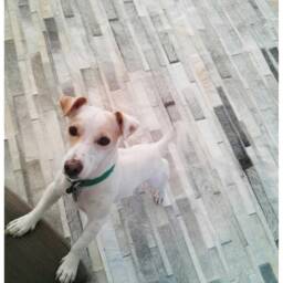 Gray & White Striped Patchwork Cowhide Rug - Handmade Leather Area Custom Sizes - thumbnail 2