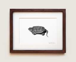 Snapping Turtle Hatchling Art Print Scientific Illustration, Framed Option - thumbnail 1