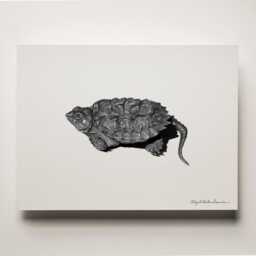 Snapping Turtle Hatchling Art Print Scientific Illustration, Framed Option - thumbnail 2