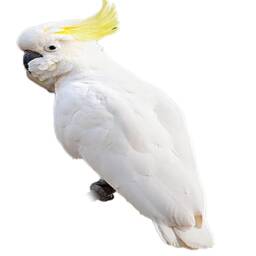 Sulphur Crested Cockatoo Print With Real Feathers On Paperbark - thumbnail 3