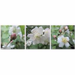 "Metal Print Set, Three Piece Wall Art 12""x12" - thumbnail 2