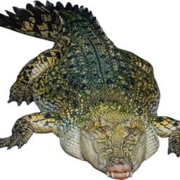 Crocodile - Vinyl Wall Decal Realistic Animal Art Decor Reusable Fabric Vwaq-Pas24 - thumbnail 2