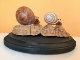 Driftwood Snail Sculpture Coastal Sea Shell Art Decor - thumbnail 1