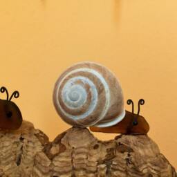Driftwood Snail Sculpture Coastal Sea Shell Art Decor - thumbnail 3