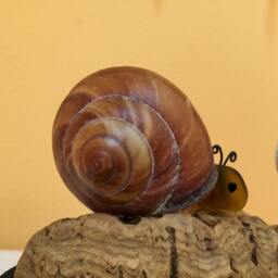 Driftwood Snail Sculpture Coastal Sea Shell Art Decor - thumbnail 2