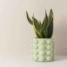 Round Concrete Plant Pot With Bubble Texture - Decorative & Unique - thumbnail 2
