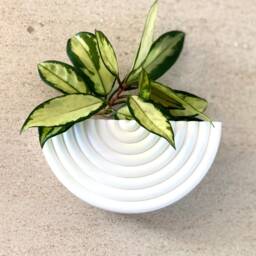 "Mid Century Modern Circle ""stud" - thumbnail 3