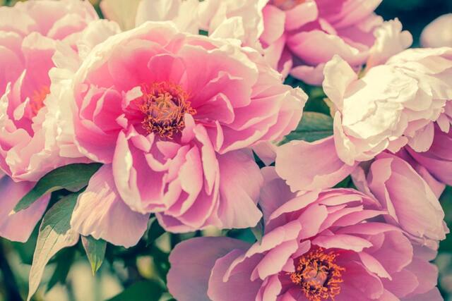 Pink Peony Bouquet Art, Floral Canvas Gallery Wrap - image 1
