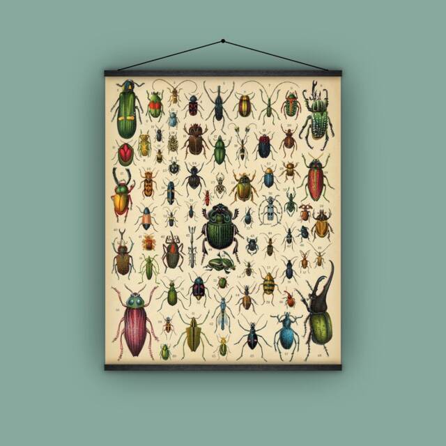 Bugs, Insects, Beetles, Wall Hanging, Pull Down Chart, Spain, 1890S, Natural History, Nature, Garden Lover, Antique Image - image 1