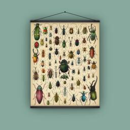 Bugs, Insects, Beetles, Wall Hanging, Pull Down Chart, Spain, 1890S, Natural History, Nature, Garden Lover, Antique Image - thumbnail 1