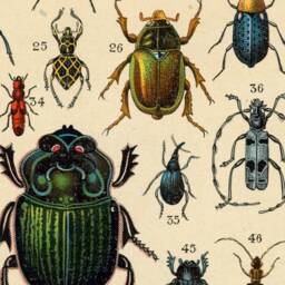 Bugs, Insects, Beetles, Wall Hanging, Pull Down Chart, Spain, 1890S, Natural History, Nature, Garden Lover, Antique Image - thumbnail 2