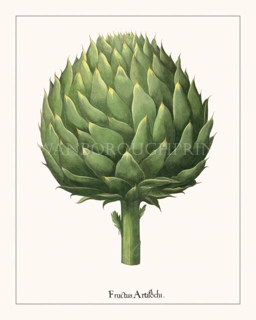Globe Artichoke Gicl??e Print Kitchen Wall Art Decor - image 1