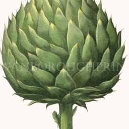 Globe Artichoke Gicl??e Print Kitchen Wall Art Decor - thumbnail 2