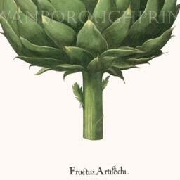 Globe Artichoke Gicl??e Print Kitchen Wall Art Decor - thumbnail 4