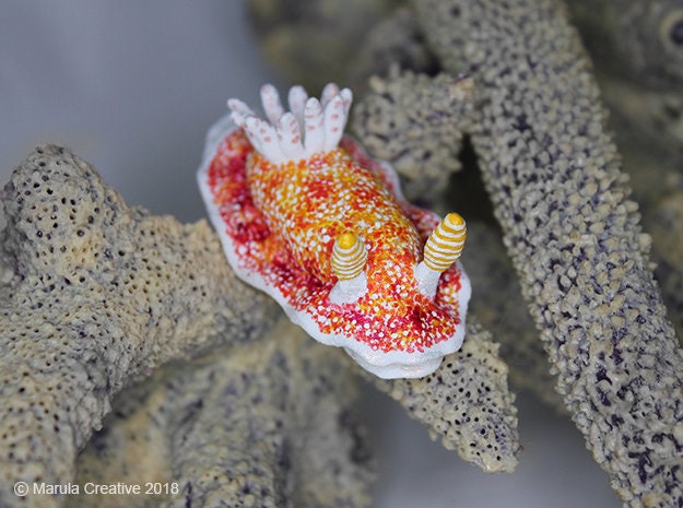 Cula The Nudibranch - Goniobranchus Reticulatus - image 1