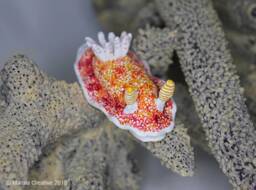 Cula The Nudibranch - Goniobranchus Reticulatus - thumbnail 1